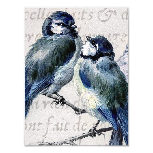 blauw vogelcollage - Gepersonaliseerd blauwvogels Foto Afdruk (Voorkant)