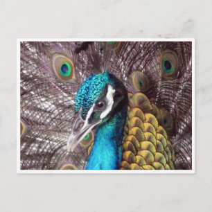 blauw vredesgezicht briefkaart