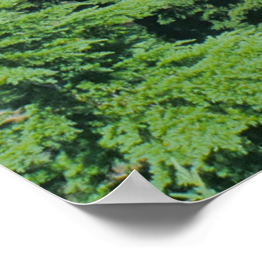 Blauw water- en alpiene bomen op het Carater Lake  Poster (Hoek)