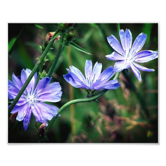 Blauw Wild Chicory Flower Trio 8x10 Foto Afdruk (Voorkant)