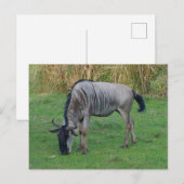 Blauw Wildebeest #1 Briefkaart (Voorkant / Achterkant)