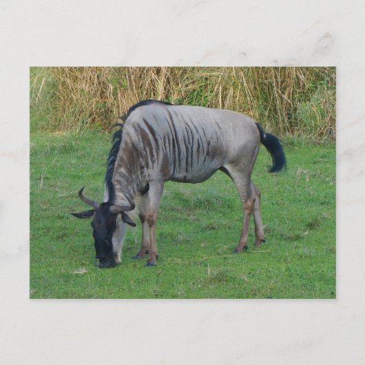 Blauw Wildebeest #1 Briefkaart (Voorkant)