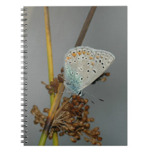 Blauw wit Sinaasappel met zwarte vlinder Notitieboek