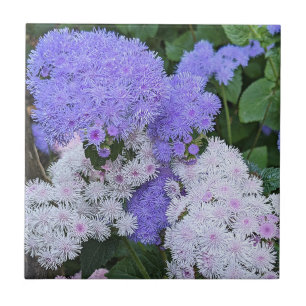 Blauw-witte Ageratum Bloemen Bloemen Tegeltje