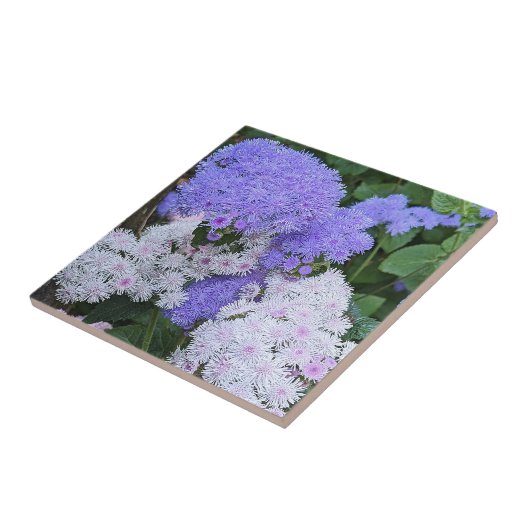 Blauw-witte Ageratum Bloemen Bloemen Tegeltje (Zijkant)
