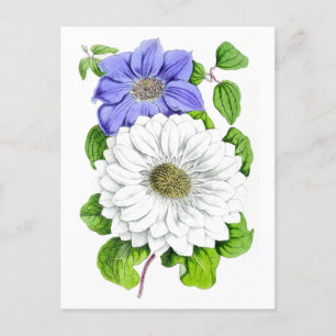 Blauw-Witte Clematis Vintage Botanische Ansichtkaa Briefkaart