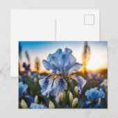 Blauw-witte iris tijdens het gouden uur briefkaart (Voorkant / Achterkant)
