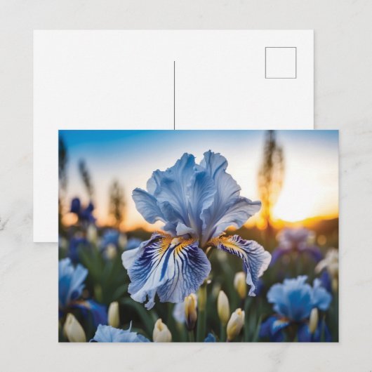 Blauw-witte iris tijdens het gouden uur briefkaart (Voorkant / Achterkant)
