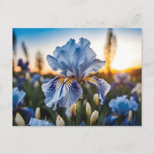 Blauw-witte iris tijdens het gouden uur briefkaart