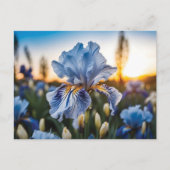 Blauw-witte iris tijdens het gouden uur briefkaart (Voorkant)