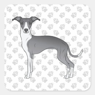 Blauw-Witte Italiaanse Windhond Met Pootjes Vierkante Sticker