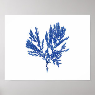 Blauw zeewier #4 42x32cm poster
