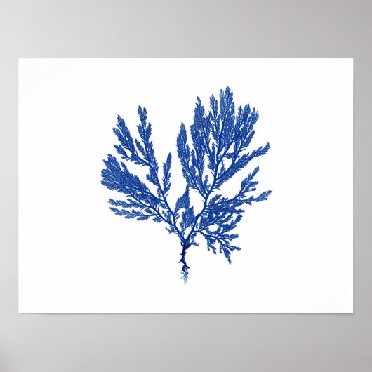 Blauw zeewier #4 42x32cm poster (Voorkant)