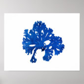 Blauw zeewier #9 42x32 cm Blauw kustdecor Poster (Voorkant)