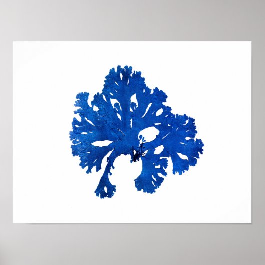 Blauw zeewier #9 42x32 cm Blauw kustdecor Poster (Voorkant)