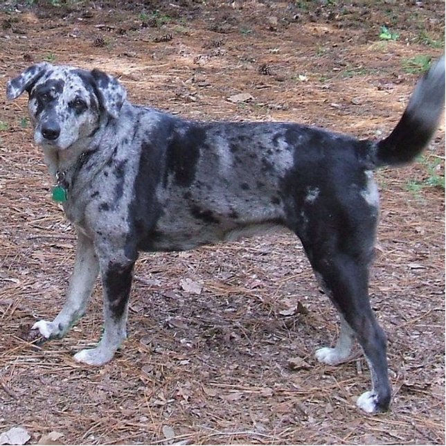 blauwaals catahoula leopard fotobeeldje sleutelhanger (Voorkant)