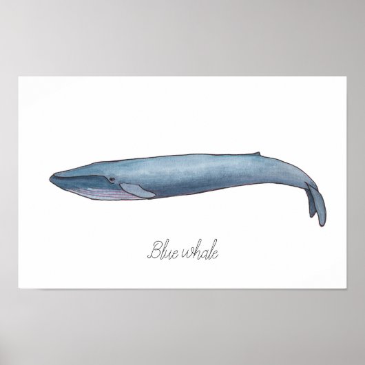Blauwal Poster (Voorkant)
