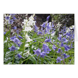 BlauwbelBossen Foto's / inkttekst aan de achterzij