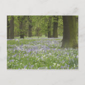 Blauwbellen en eikenbomen in de lente, kleine hagl briefkaart (Voorkant)