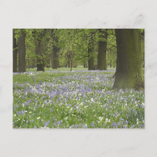 Blauwbellen en eikenbomen in de lente, kleine hagl briefkaart (Voorkant)