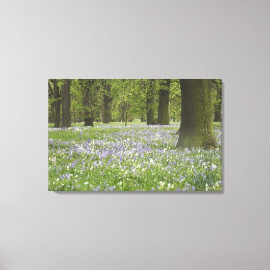Blauwbellen en eikenbomen in de lente, kleine hagl canvas afdruk (Voorkant)