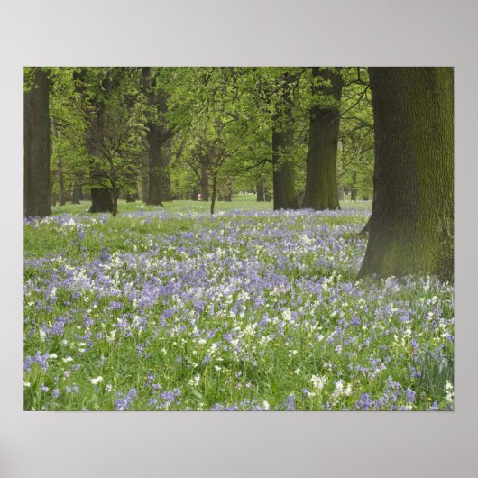 Blauwbellen en eikenbomen in de lente, kleine hagl poster (Voorkant)