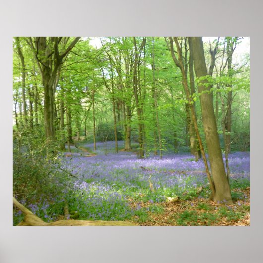 Blauwbellen in Bossen Poster (Voorkant)