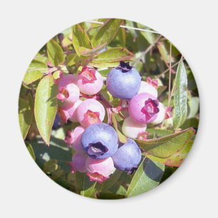 Blauwbes 1 Magnet