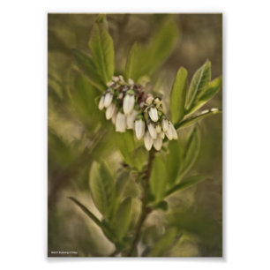 Blauwbes 585 foto afdruk