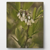 Blauwbes 585 fotoplaat (Voorkant)