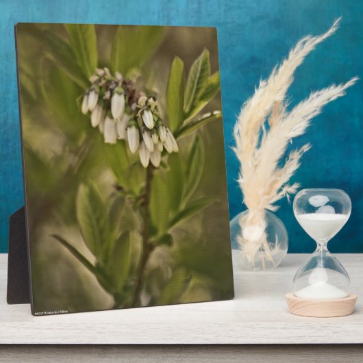 Blauwbes 585 fotoplaat (Zijkant)