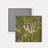 Blauwbes 585 magneet (Voorkant / Achterkant)