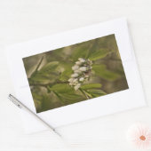 Blauwbes 585 rechthoekige sticker (Envelop)