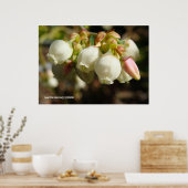 Blauwbes bloesems poster (Keuken)