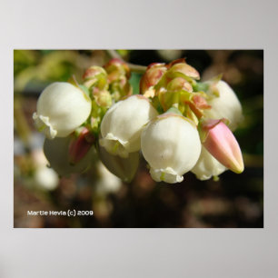 Blauwbes bloesems poster