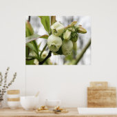 Blauwbes bloesems poster (Keuken)