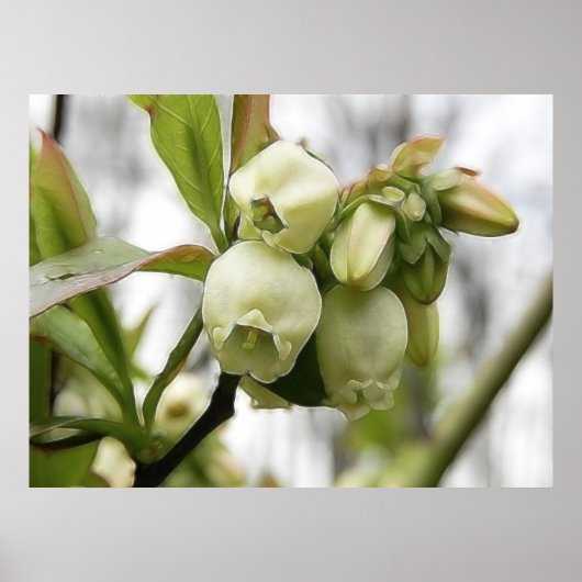 Blauwbes bloesems poster (Voorkant)