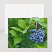 Blauwbes Briefkaart (Voorkant / Achterkant)