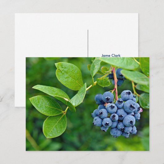 Blauwbes Briefkaart (Voorkant / Achterkant)