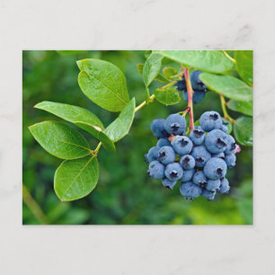 Blauwbes Briefkaart