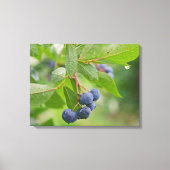 Blauwbes Canvas Afdruk (Voorkant)