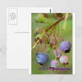 Blauwbes dicht bij briefkaart (Voorkant / Achterkant)