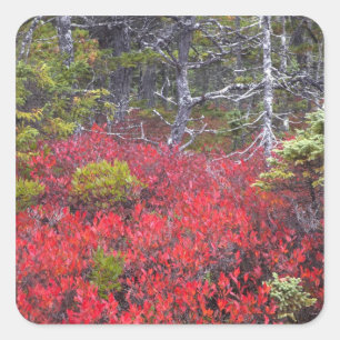 Blauwbes en struiken vierkante sticker