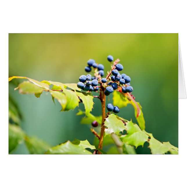 Blauwbes II (Voorkant Horizontaal)