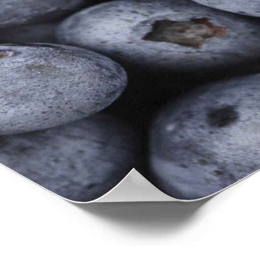 Blauwbes Poster (Hoek)