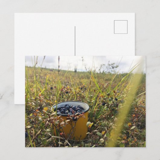 Blauwbessen op de Alaska-toendra Briefkaart (Voorkant / Achterkant)