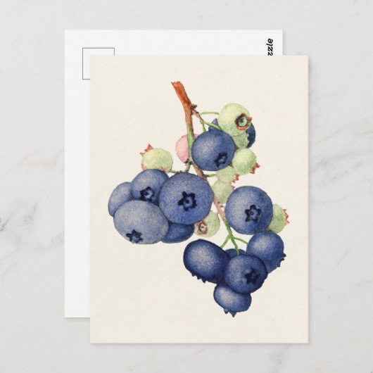 Blauwbessen (Vaccinium Corymbosum), vruchtenschilf Briefkaart (Voorkant / Achterkant)