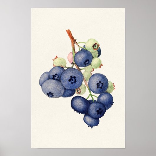 Blauwbessen (Vaccinium Corymbosum), vruchtenschilf Poster (Voorkant)