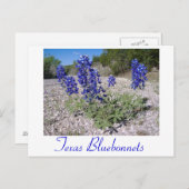 Blauwbijen Briefkaart (Voorkant / Achterkant)