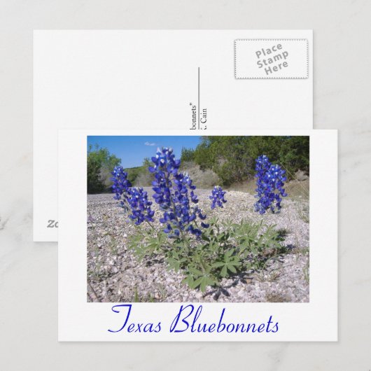 Blauwbijen Briefkaart (Voorkant / Achterkant)